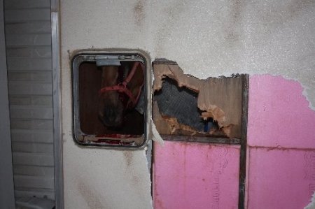 Uşak’ta trafik kazası: 4 insan ve 4 yarış atı yaralandı