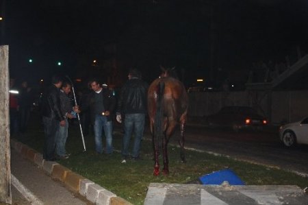 Uşak’ta trafik kazası: 4 insan ve 4 yarış atı yaralandı