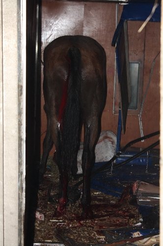 Uşak’ta trafik kazası: 4 insan ve 4 yarış atı yaralandı