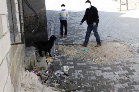 Uyuşturucu tacirinin evinde uyuşturucu koklayan keçi polisi şaşırttı