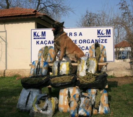 Uyuşturucuyu yakalatmamak için üzerine zift dökmüş