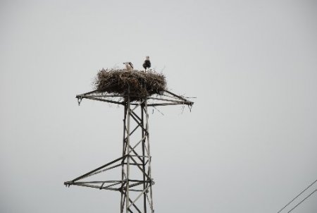 Üzerine leyleklerin yuva yaptığı direğin taşınması, göç sonrasına bırakıldı