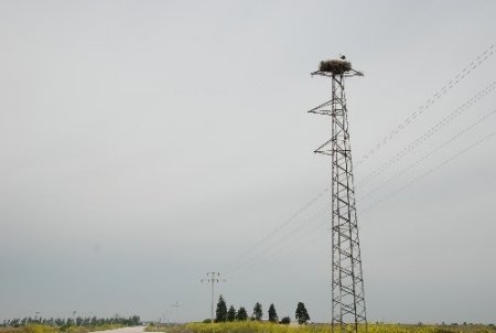 Üzerine leyleklerin yuva yaptığı direğin taşınması, göç sonrasına bırakıldı