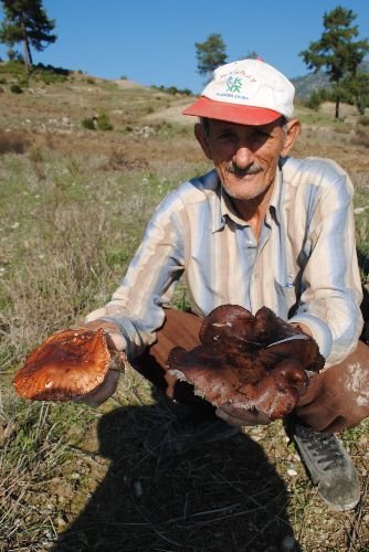 Uzmanlar, Mantar Zehirlenmelerine Karşı Vatandaşları Uyardı