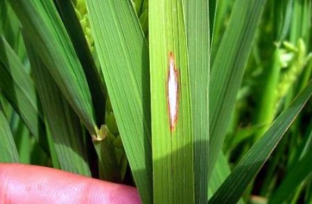 Uzmanlardan 'çeltik Yanıklık Hastalığı' İle Mücadele Uyarısı