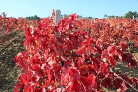 Üzüm bağının yaprakları kırmızıya büründü