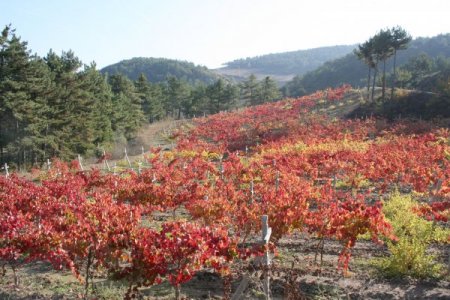 Üzüm bağının yaprakları kırmızıya büründü