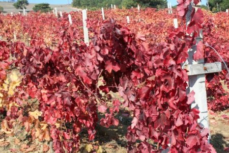 Üzüm bağının yaprakları kırmızıya büründü