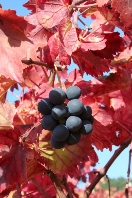 Üzüm bağının yaprakları kırmızıya büründü