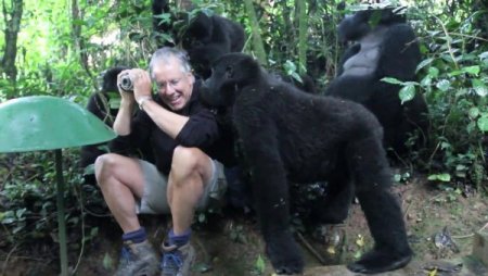 Vahşi Gorilden Turiste ‘hoşgeldin’ Dokunuşu