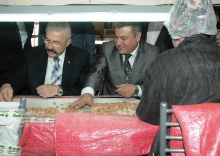 Vali Cerrah Fıstık Fabrikasında İncelemelerde Bulundu