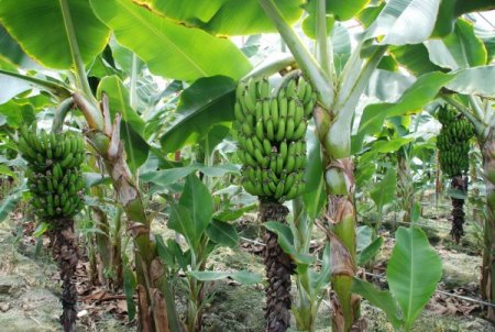 Vali Lekesiz Muz Seralarını Gezdi