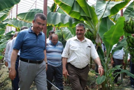 Vali Lekesiz Muz Seralarını Gezdi