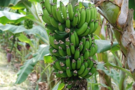 Vali Lekesiz Muz Seralarını Gezdi