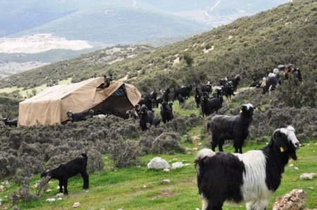 Vali Oğuz: Kıl Keçisi Islah Projesi Köyleri Kalkındıracak