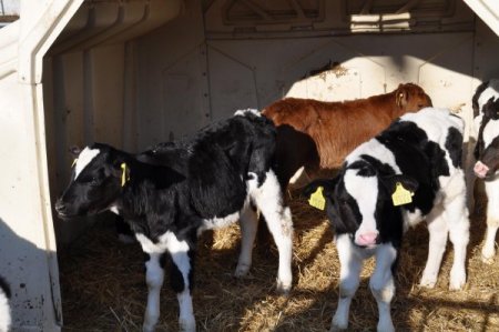 Vali Şentürk: Devecipınar Damızlık Üretim Çiftliği'nde Günlük 12 Ton Süt Üretiliyor