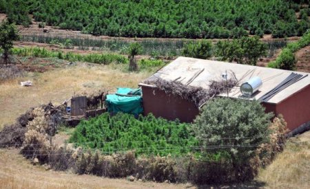Vali Toprak: Terör Örgütü, Uyuşturucu Tarlalarını Bombalarla Koruyor