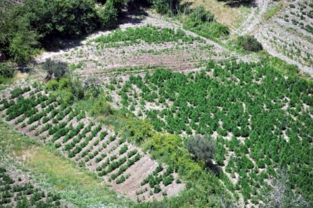 Vali Toprak: Terör Örgütü, Uyuşturucu Tarlalarını Bombalarla Koruyor