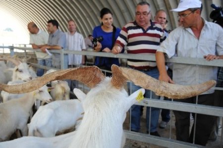 Vali Turhan'ın çektiği kurayla yetiştiricilere 171 saanen keçisi verildi