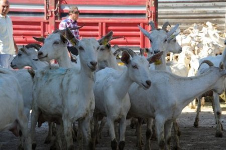 Vali Turhan'ın çektiği kurayla yetiştiricilere 171 saanen keçisi verildi