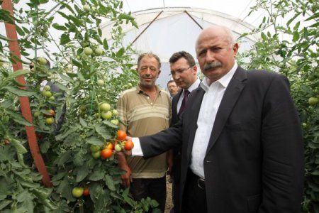 Vali Yüksel Çubuk'ta Seraları İnceledi