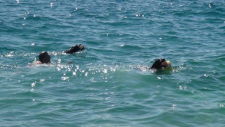 Van Gölü Sahillerinde Yüzen İnsanlar Cankurtaran Köpeklere Emanet