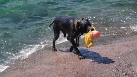 Van Gölü Sahillerinde Yüzen İnsanlar Cankurtaran Köpeklere Emanet