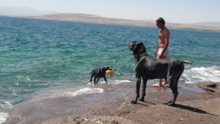 Van Gölü Sahillerinde Yüzen İnsanlar Cankurtaran Köpeklere Emanet