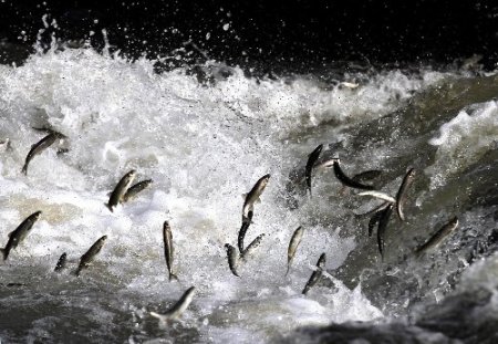 Van Gölü'nde 2 milyar inci kefali üremek için akarsulara akın etti