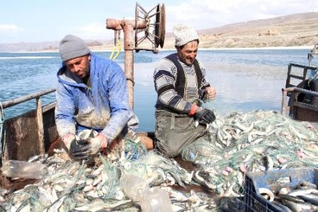 Van Gölü'nde 2 milyar inci kefali üremek için akarsulara akın etti