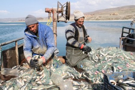 Van Gölü'nde İnci Kefali Avlanma Yasağı Başladı