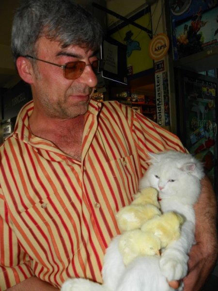 Van Kedisi, Civcivlere Kendi Yavrusu Gibi Bakıyor