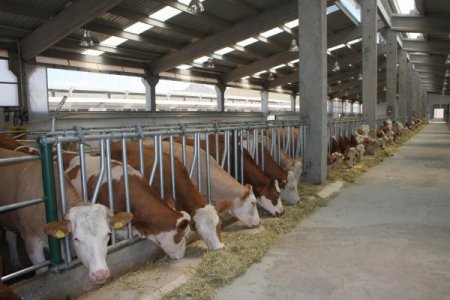 Van Organize Hayvancılık Projesi İlk Meyvesini Verdi