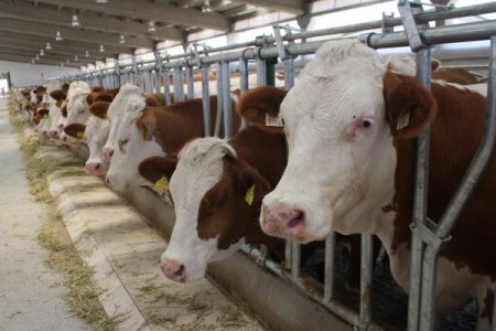 Van Organize Hayvancılık Projesi İlk Meyvesini Verdi