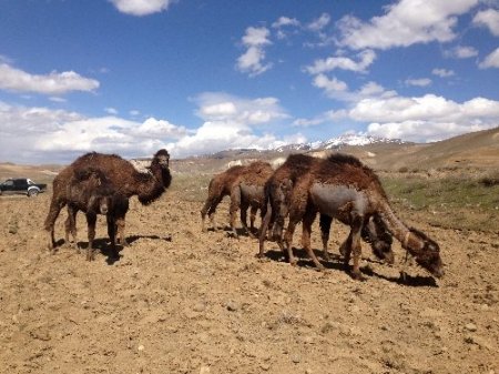 Van'da güreşçi deve yetiştiriliyor