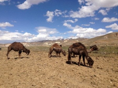 Van'da güreşçi deve yetiştiriliyor