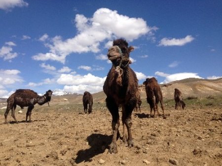 Van'da güreşçi deve yetiştiriliyor