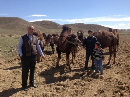 Van'da güreşçi deve yetiştiriliyor