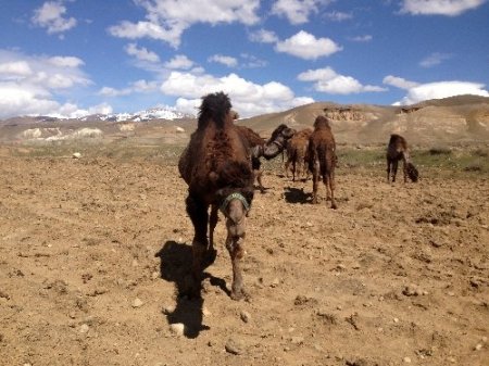 Van'da güreşçi deve yetiştiriliyor