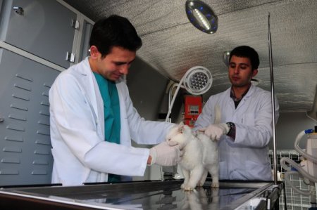 Van'da hayvanlar ambulansla hastaneye kaldırılacak