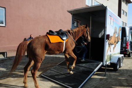 Van'da hayvanlar ambulansla hastaneye kaldırılacak