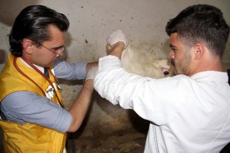 Van'da hayvanlara ilk müdahale ambulansla yapılacak