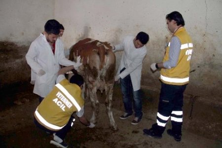 Van'da hayvanlara ilk müdahale ambulansla yapılacak