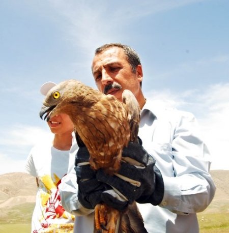 Van'da tedavi edilen yaralı şahin, vurulduğu yerde doğaya salındı