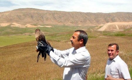 Van'da tedavi edilen yaralı şahin, vurulduğu yerde doğaya salındı