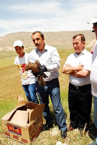 Van'da tedavi edilen yaralı şahin, vurulduğu yerde doğaya salındı