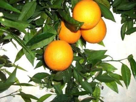 Vaşington portakal dalında 1,5 lira