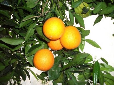 Vaşington portakal dalında 1,5 lira