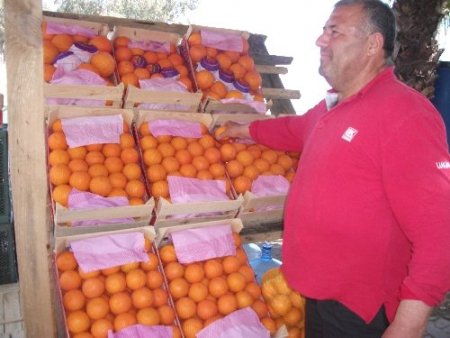 Vaşington portakal dalında 1,5 lira