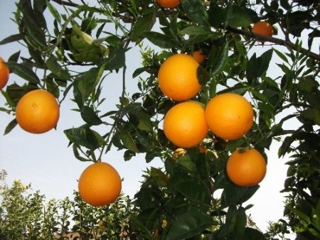 Vaşington portakal dalında 1,5 lira